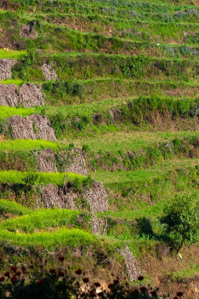 Terrasse Colline Cultivée Dans Village Bungamati Népal — Photo