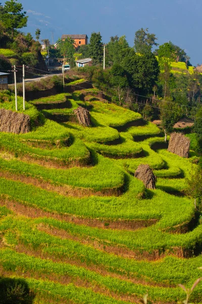 Terrasse Colline Cultivée Dans Village Bungamati Népal — Photo