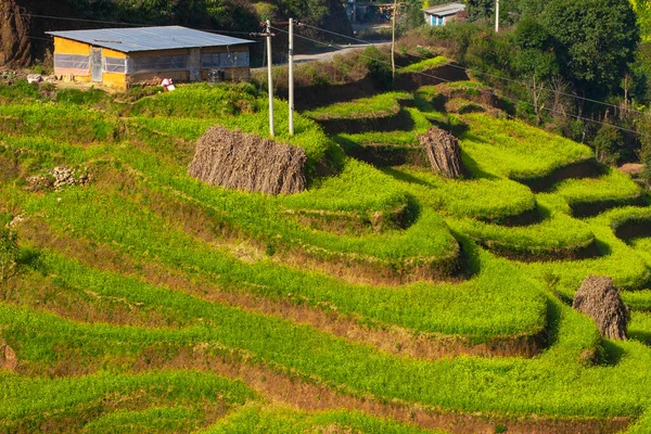 Terrasse Colline Cultivée Dans Village Bungamati Népal — Photo