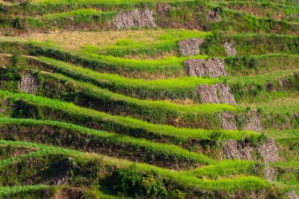 Terrasse Colline Cultivée Dans Village Bungamati Népal — Photo
