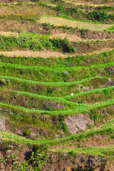 Terrasse Colline Cultivée Dans Village Bungamati Népal — Photo