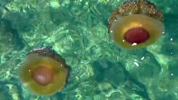 Kąpielisko Meduzy Morzu Adriatyckim Rovinj Chorwacja — Wideo stockowe