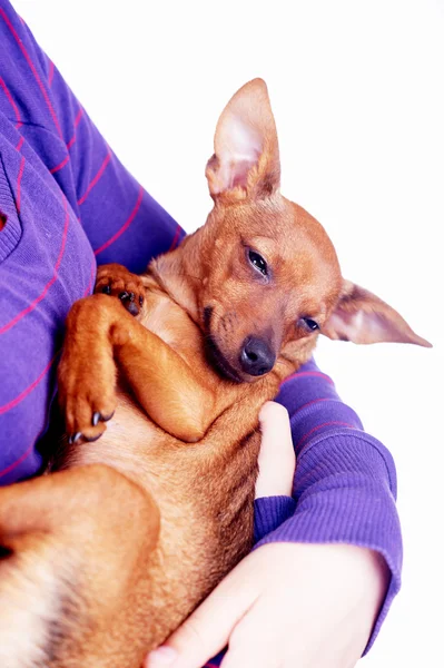 Little toy terrier in hands — Stock Photo, Image