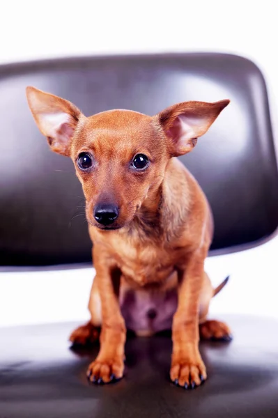 Pequeño juguete terrier sentado en la silla —  Fotos de Stock