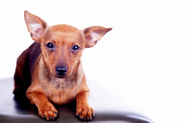 Little toy terrier sitting on chair — Stock Photo, Image