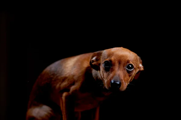 Pequeno terrier assustado em preto — Fotografia de Stock