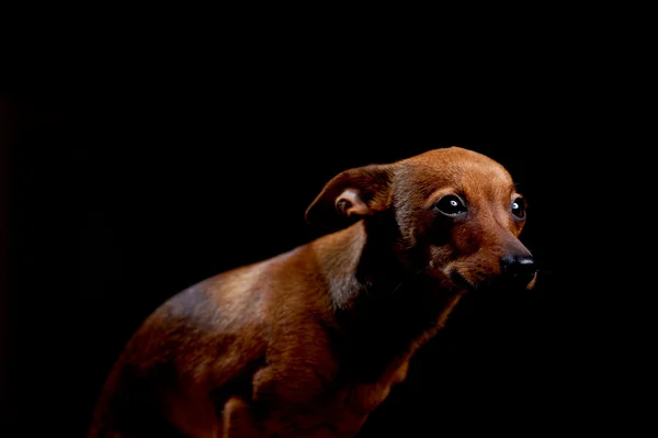 Pequeno terrier assustado em preto — Fotografia de Stock