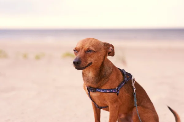 Toy terrier sitting on the beach — Stock Photo, Image