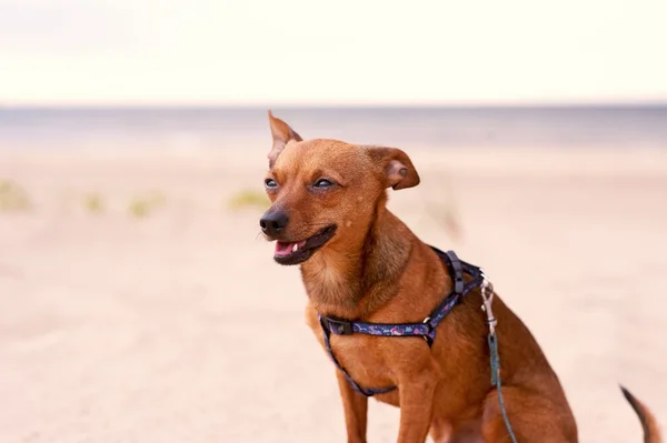 Brinquedo terrier sentado na praia — Fotografia de Stock