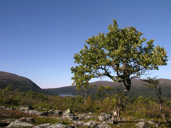 Árbol solitario — Foto de Stock