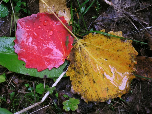 Bunte Herbstblätter — Stockfoto