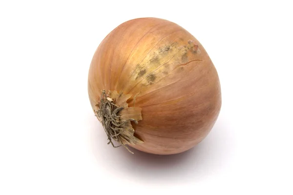 Onion — Stock Photo, Image