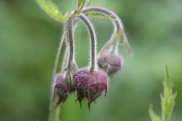 Avens 花 — 图库照片