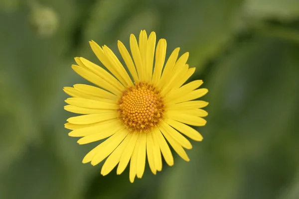 Gul oxeye daisy — Stockfoto