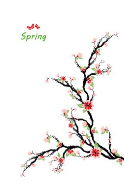 kiraz çiçekleri bahar