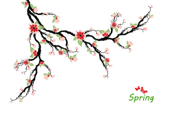 Spring Cherry Blossoms — Stock Vector