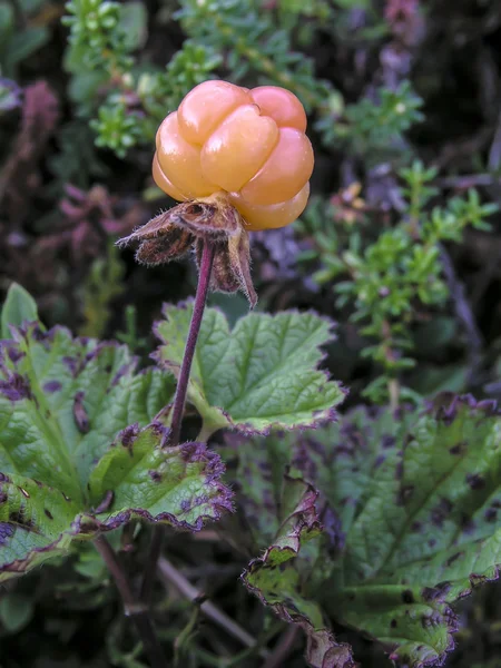 Rubus chamaemorus — Foto de Stock