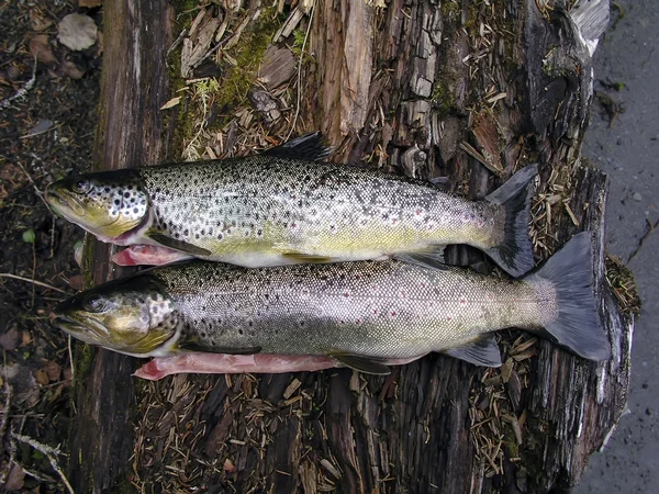 Färsk fisk — Stockfoto