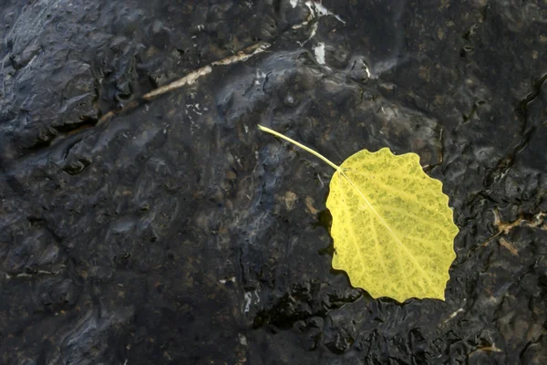 Geel blad — Stockfoto