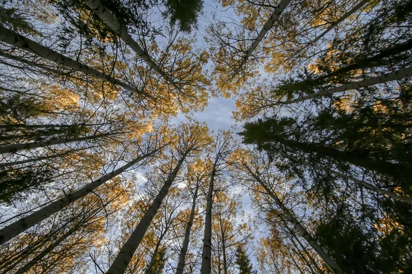 Uzun boylu ağaçlar ve gökyüzü — Stok fotoğraf