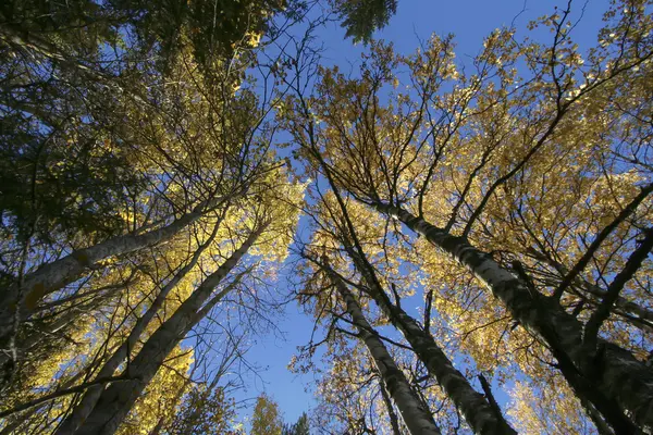 Árvores altas e céu — Fotografia de Stock