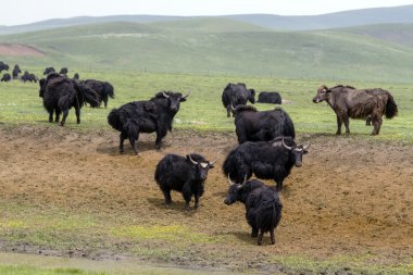 Tibet yaks