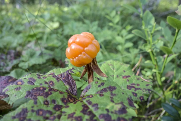 Taze cloudberry — Stok fotoğraf