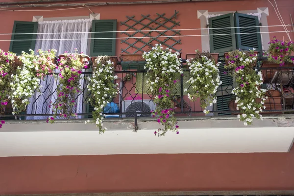 Belles fleurs dans le parc des Cinque Terre — Photo