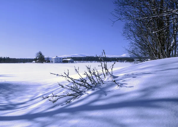 Vinterlandskab - Stock-foto