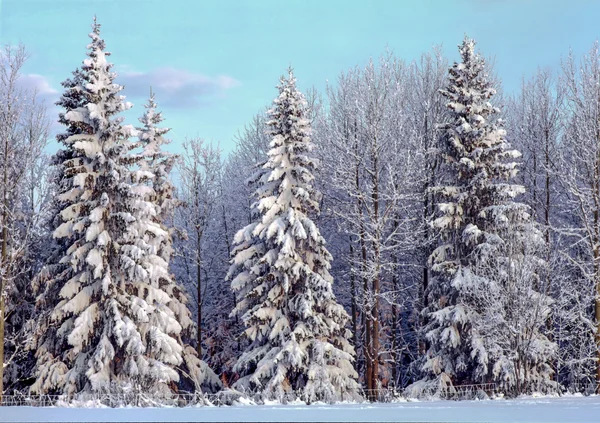 Winterlandschap — Stockfoto