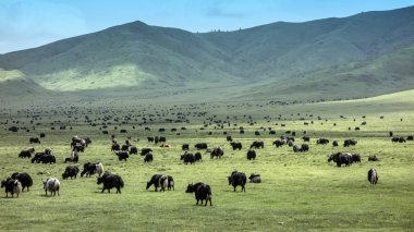 Tibet yaks 