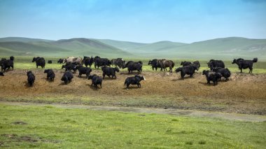 otlak, Çin'in Tibet yaks