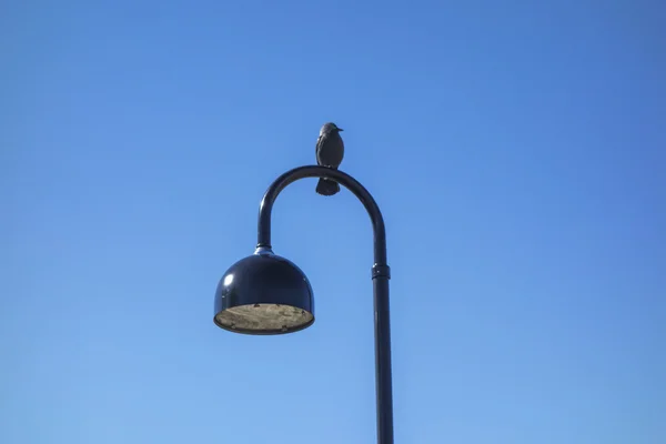 Bird and lamp — Stock Photo, Image