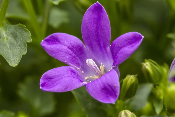 Фиолетовый дикий флове — стоковое фото