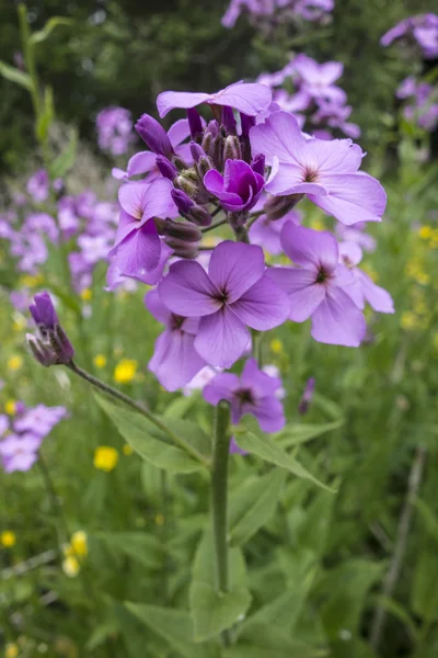 Blålila blommor — Stockfoto