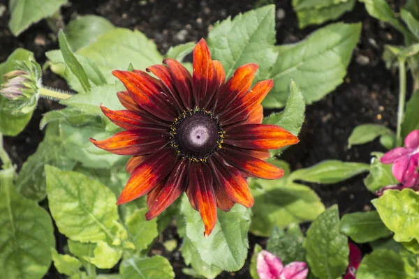 Röda blommor — Stockfoto