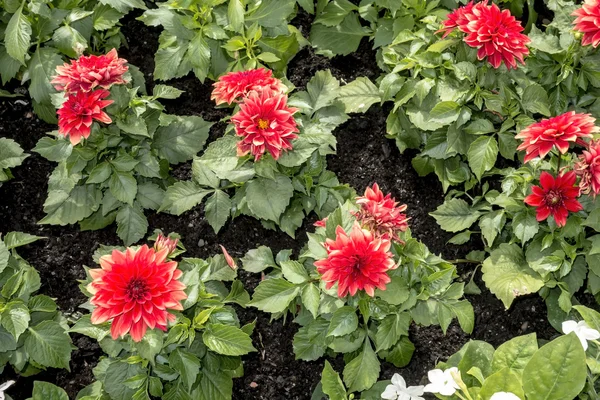 Flores rojas — Foto de Stock