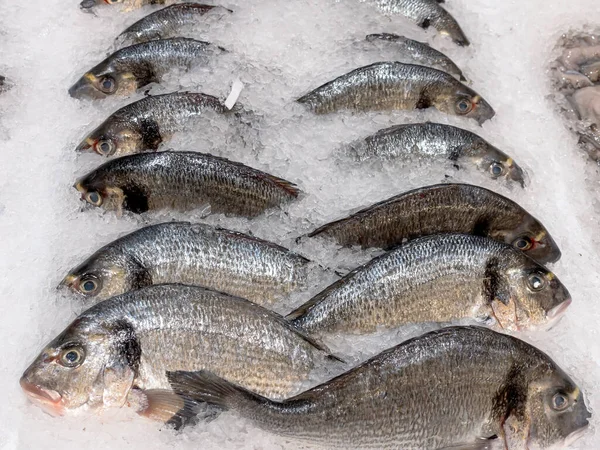 Poisson Daurade Sur Glace Vente Poisson Frais — Photo