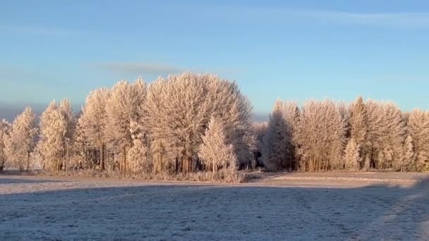 Frysta Träd Vintern Vid Solnedgången — Stockvideo