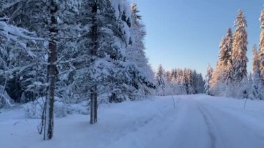 Kışın yol ve karla kaplı ağaçlar.