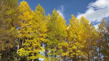 Sonbaharda parlak sarı kavak ağaçları ve mavi gökyüzü