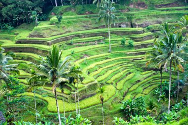 İnanılmaz pirinç tarlası, Ubud, Bali, Endonezya.
