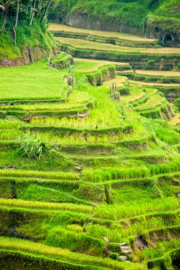 İnanılmaz pirinç tarlası, Ubud, Bali, Endonezya.