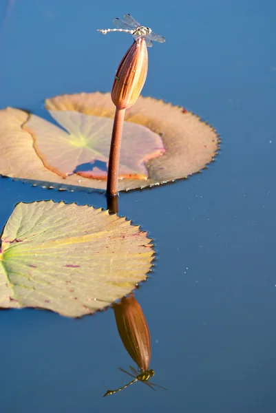 Dragonfly on waterlily. — Stock Photo, Image