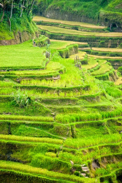 Niesamowite pole ryżowe, Ubud, Bali, Indonezja. — Zdjęcie stockowe