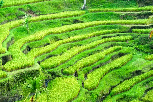 İnanılmaz pirinç tarlası, Ubud, Bali, Endonezya. — Stok fotoğraf