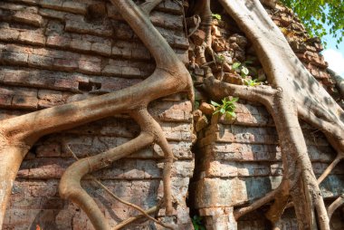 Angkor wat, siem hasadı, Kamboçya.