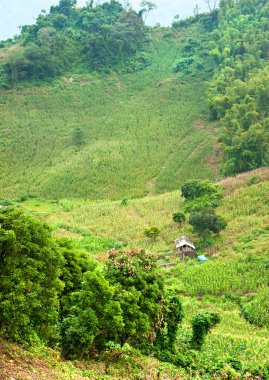 Kuzey Vietnamlılar peyzaj.