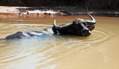 Asya su aygırı mekong Nehri, Kamboçya yakınında onun yaşam.