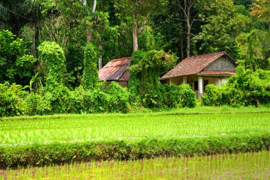 İnanılmaz pirinç tarlası, Ubud, Bali, Endonezya.